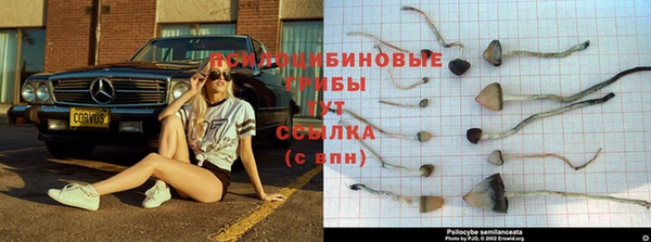 стафф Армянск